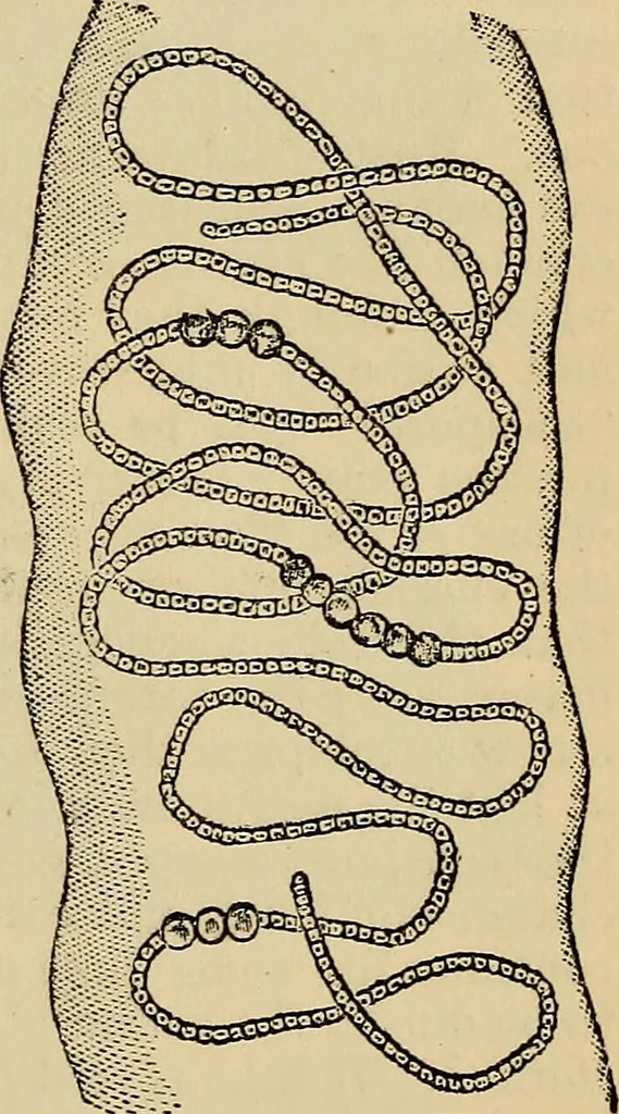 An illustration from The microscope and its revelations, 1881, leaf 356