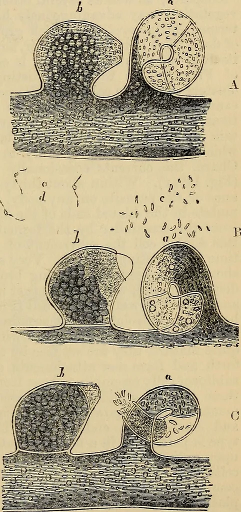 An illustration from The microscope and its revelations, 1881, leaf 358