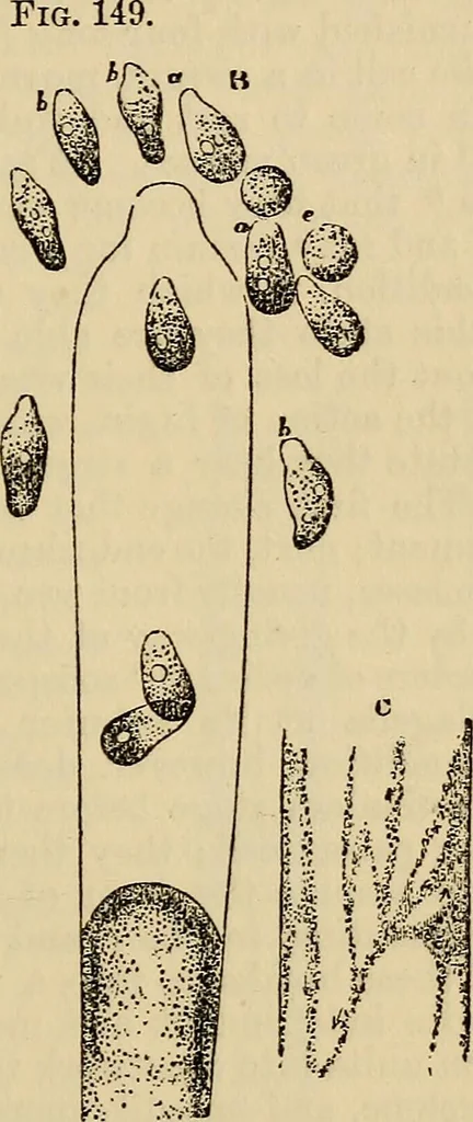 An illustration from The microscope and its revelations, 1881, leaf 360