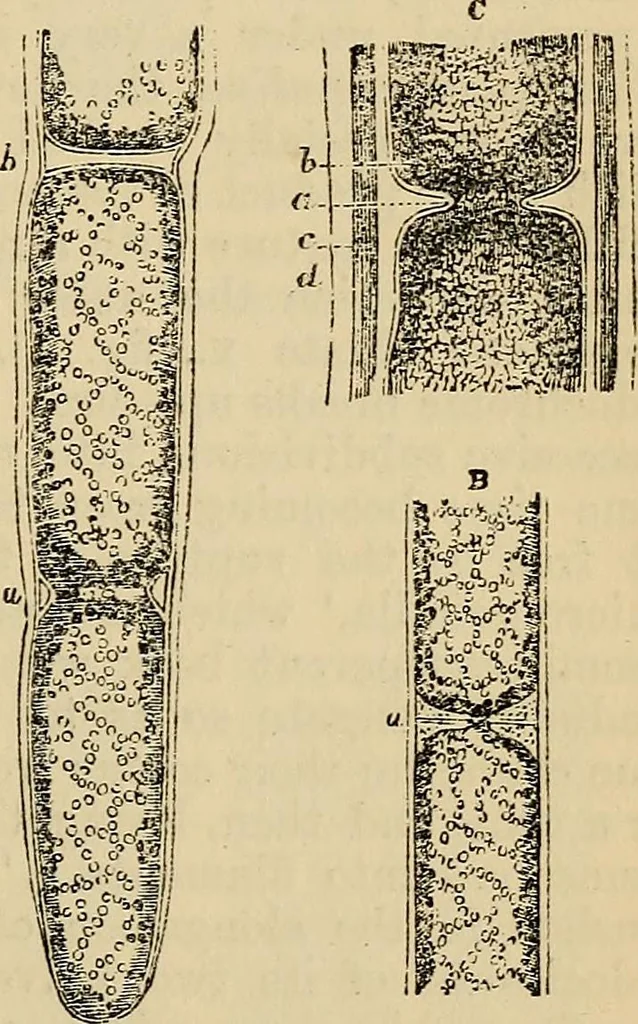An illustration from The microscope and its revelations, 1881, leaf 362
