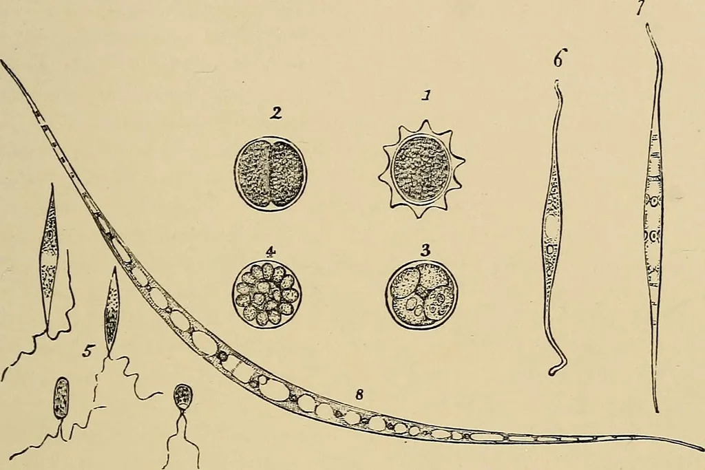 An illustration from The microscope and its revelations, 1881, leaf 364