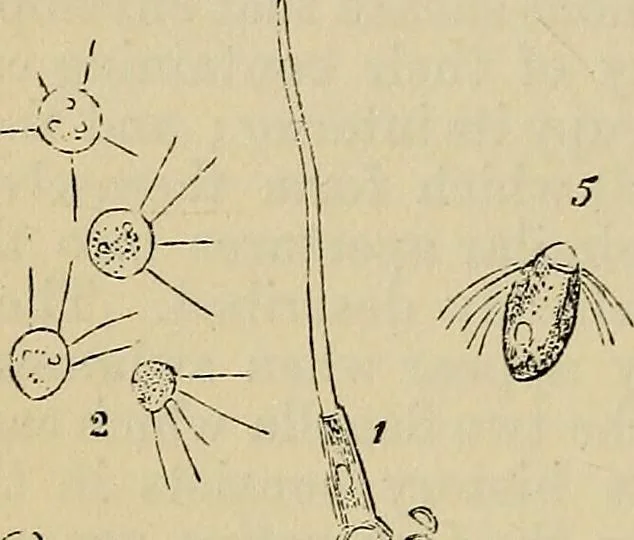An illustration from The microscope and its revelations, 1881, leaf 367