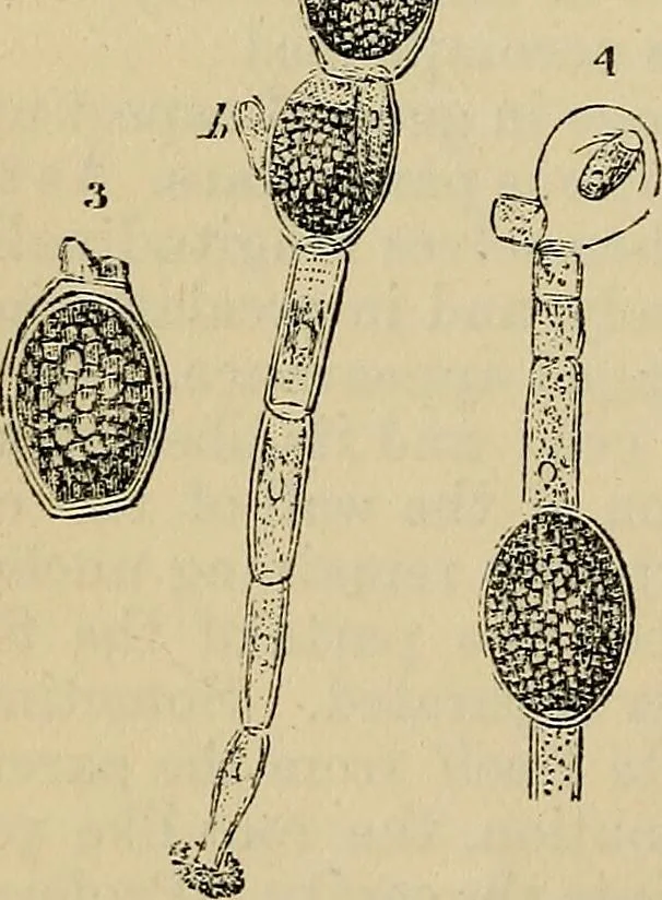 An illustration from The microscope and its revelations, 1881, leaf 367