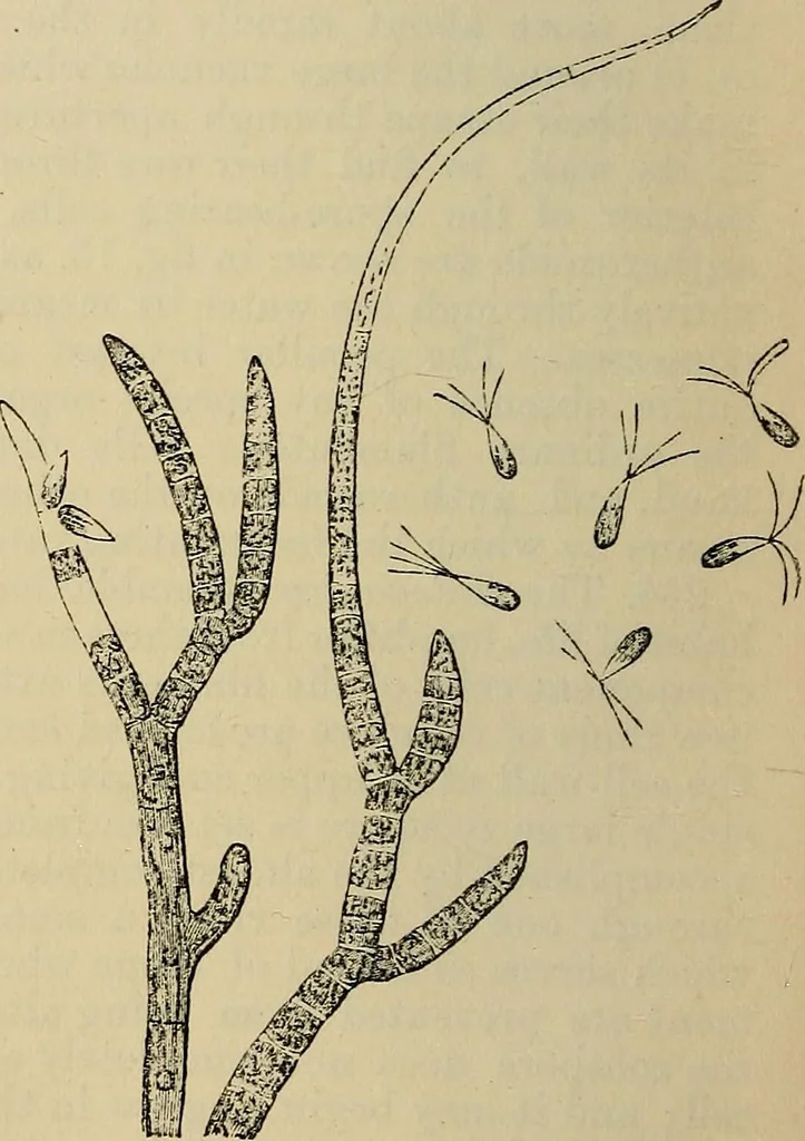An illustration from The microscope and its revelations, 1881, leaf 367