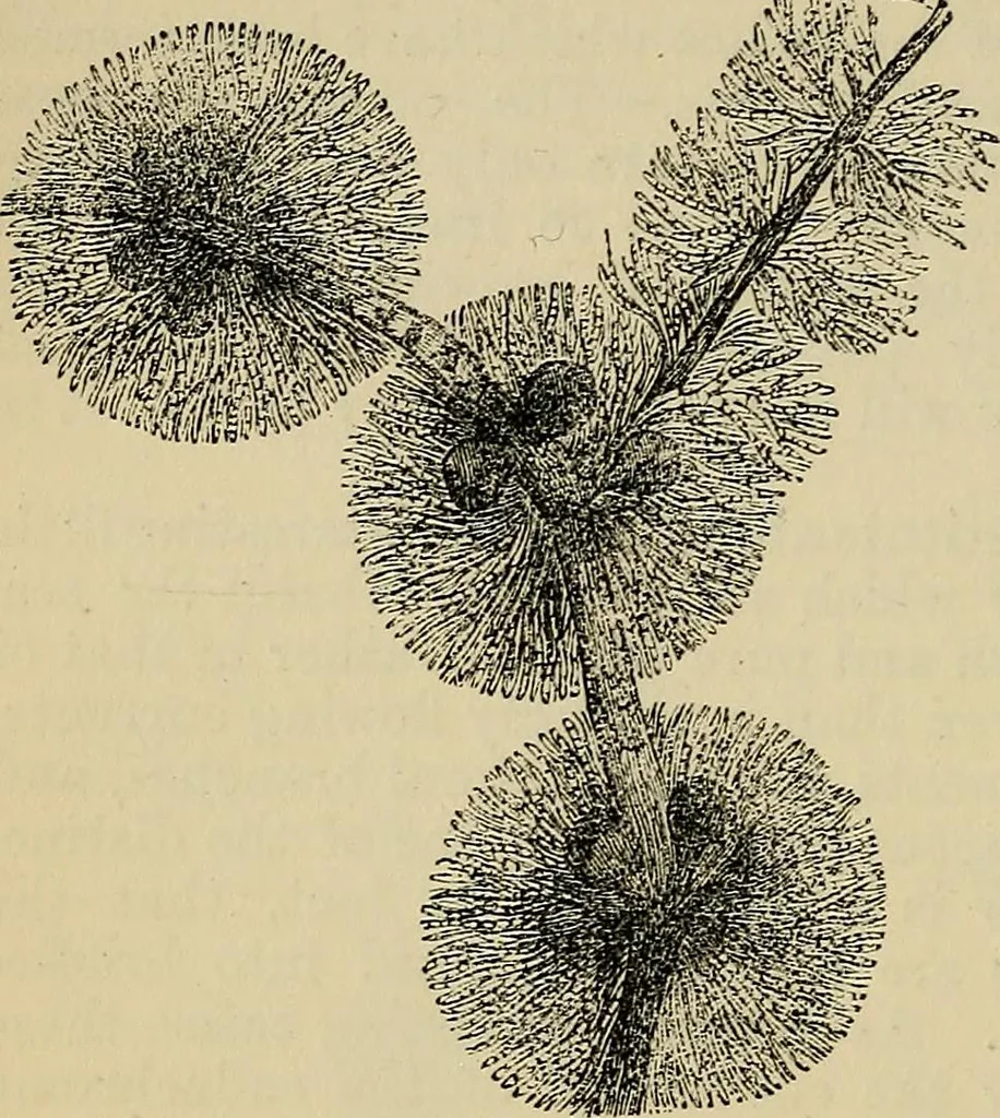 An illustration from The microscope and its revelations, 1881, leaf 369