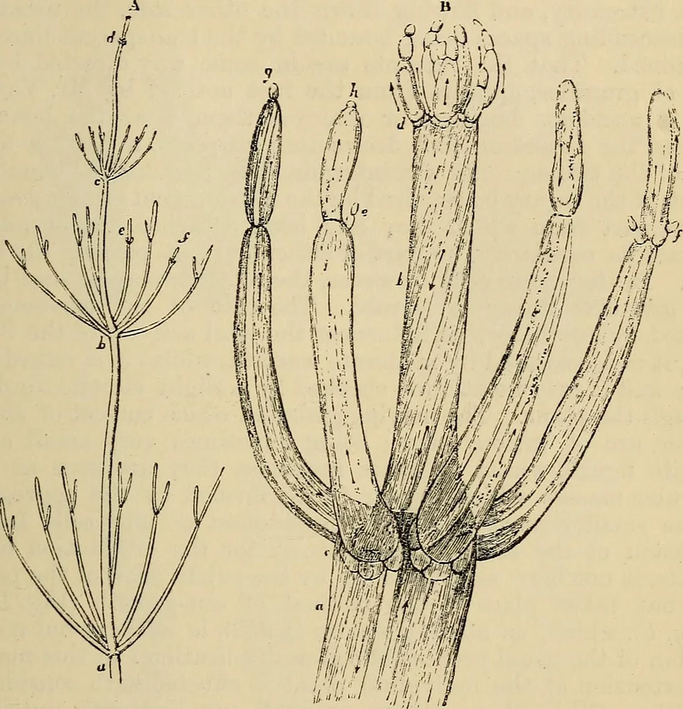 An illustration from The microscope and its revelations, 1881, leaf 370