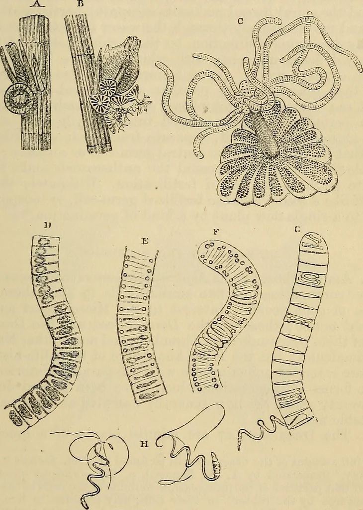 An illustration from The microscope and its revelations, 1881, leaf 372