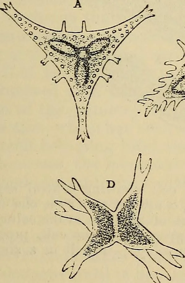An illustration from The microscope and its revelations, 1881, leaf 374