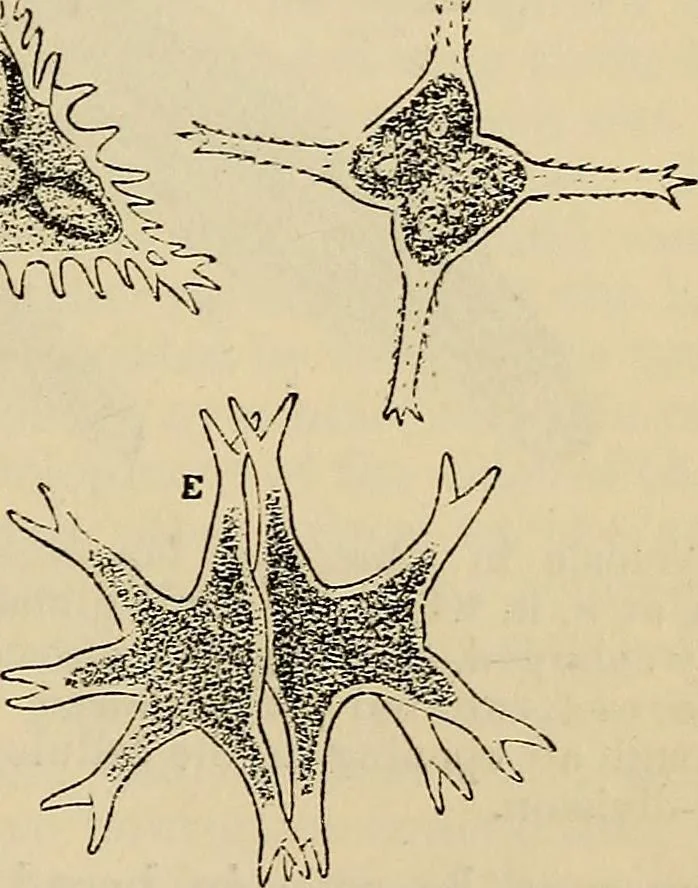 An illustration from The microscope and its revelations, 1881, leaf 374