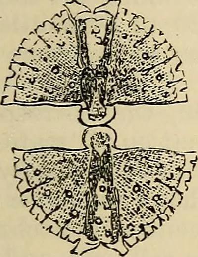 An illustration from The microscope and its revelations, 1881, leaf 378