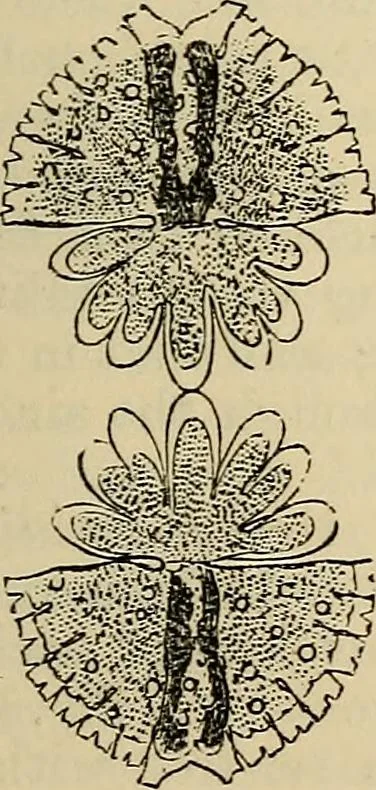An illustration from The microscope and its revelations, 1881, leaf 378