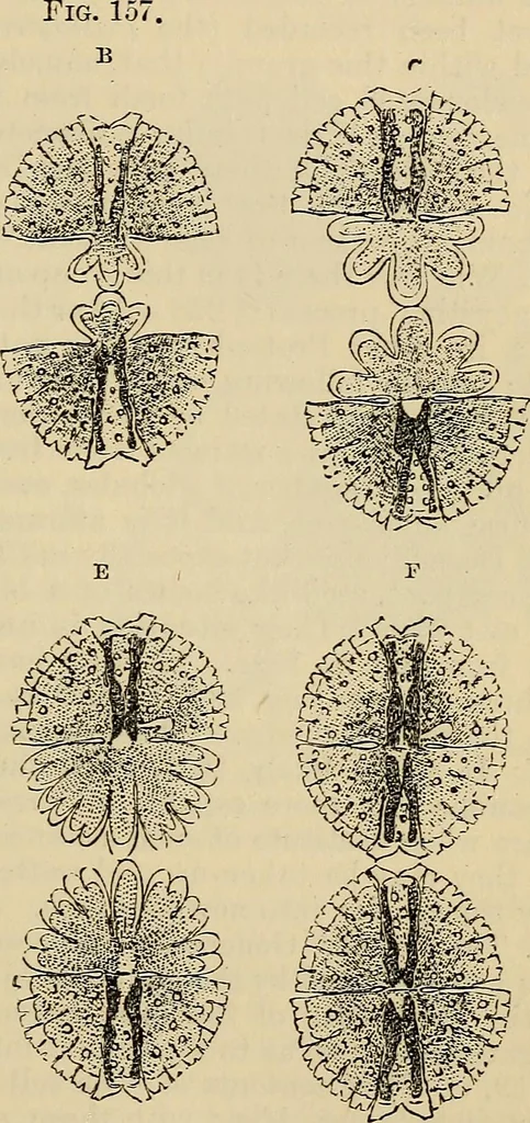An illustration from The microscope and its revelations, 1881, leaf 378