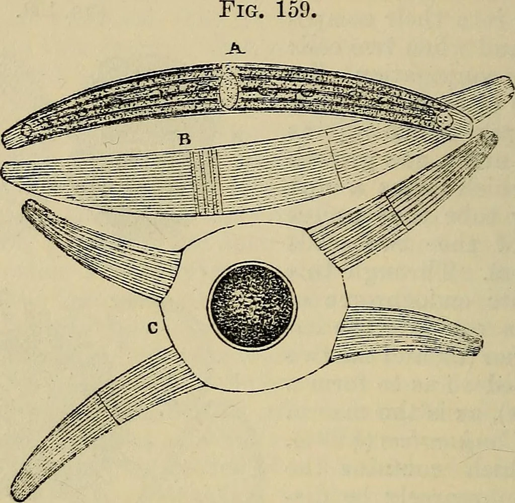 An illustration from The microscope and its revelations, 1881, leaf 381