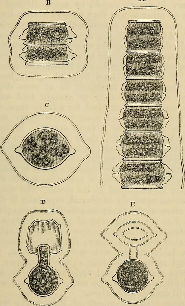 An illustration from The microscope and its revelations, 1881, leaf 382