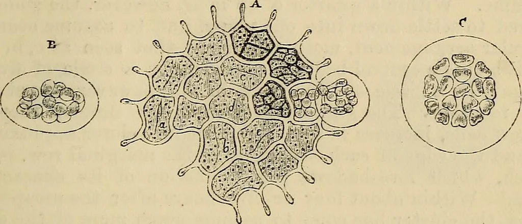 An illustration from The microscope and its revelations, 1881, leaf 384