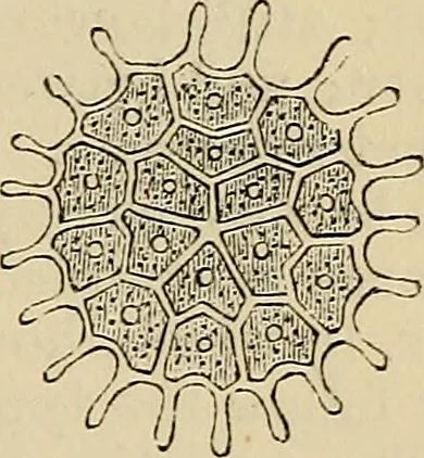An illustration from The microscope and its revelations, 1881, leaf 384