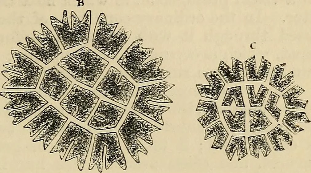 An illustration from The microscope and its revelations, 1881, leaf 386