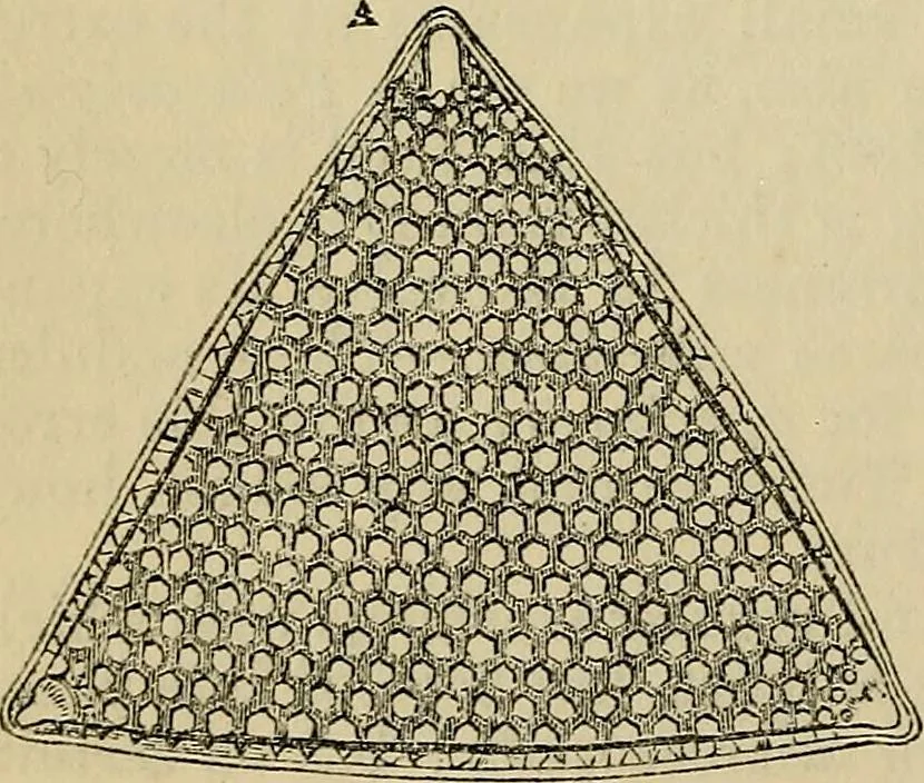 An illustration from The microscope and its revelations, 1881, leaf 391