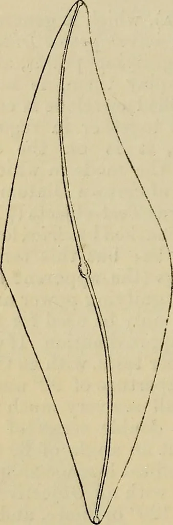 An illustration from The microscope and its revelations, 1881, leaf 393