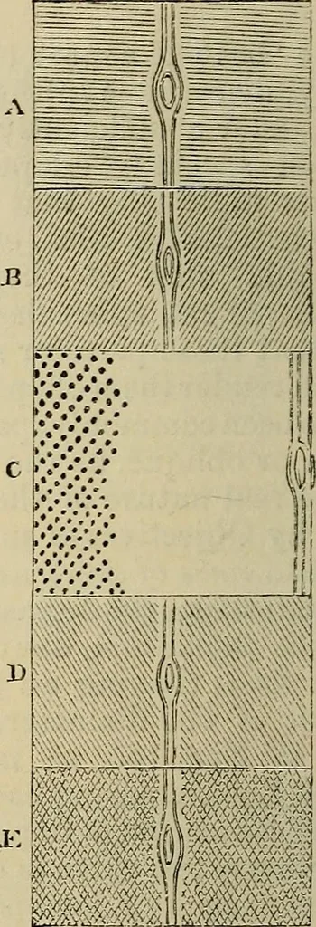 An illustration from The microscope and its revelations, 1881, leaf 393