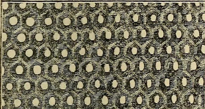 An illustration from The microscope and its revelations, 1881, leaf 394