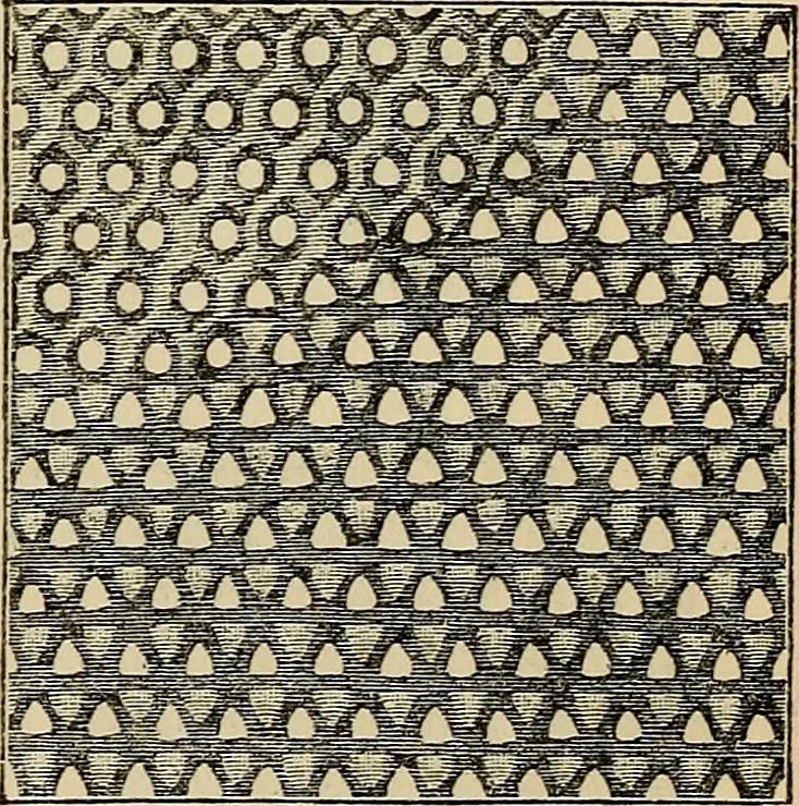 An illustration from The microscope and its revelations, 1881, leaf 394