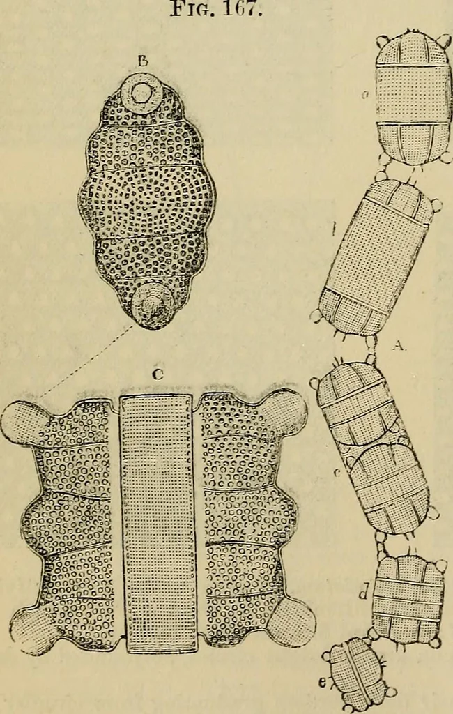 An illustration from The microscope and its revelations, 1881, leaf 395