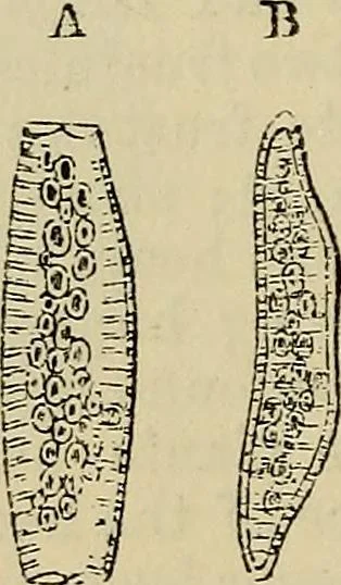 An illustration from The microscope and its revelations, 1881, leaf 397