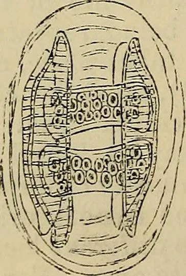 An illustration from The microscope and its revelations, 1881, leaf 397