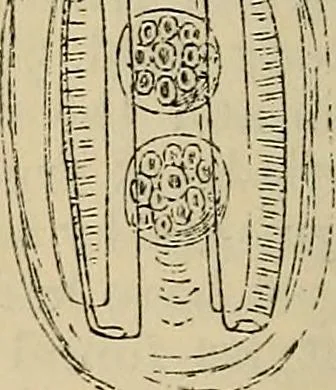 An illustration from The microscope and its revelations, 1881, leaf 397