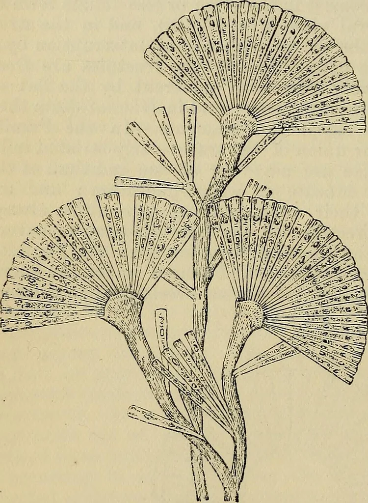 An illustration from The microscope and its revelations, 1881, leaf 403