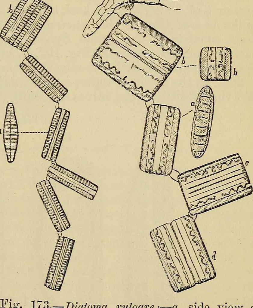 An illustration from The microscope and its revelations, 1881, leaf 404