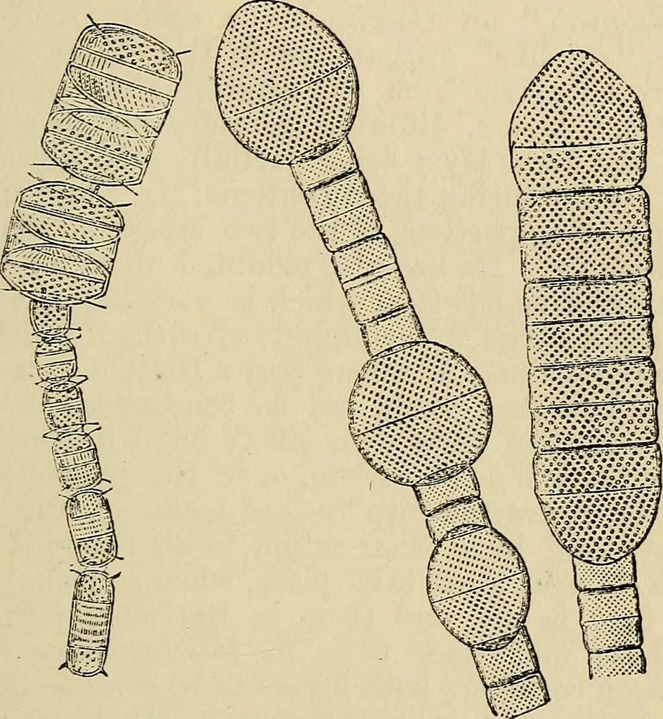 An illustration from The microscope and its revelations, 1881, leaf 408