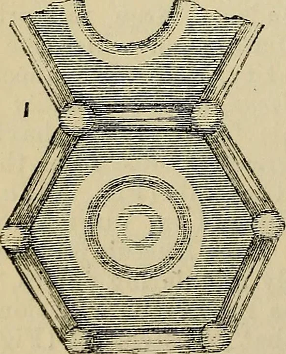 An illustration from The microscope and its revelations, 1881, leaf 409