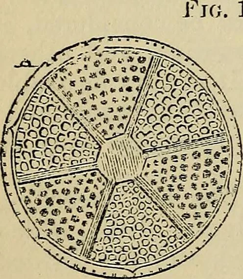 An illustration from The microscope and its revelations, 1881, leaf 411