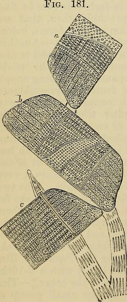 An illustration from The microscope and its revelations, 1881, leaf 415