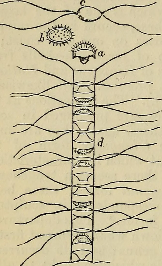 An illustration from The microscope and its revelations, 1881, leaf 417