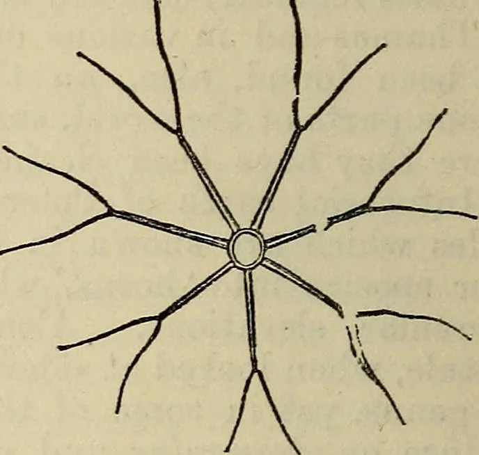An illustration from The microscope and its revelations, 1881, leaf 417