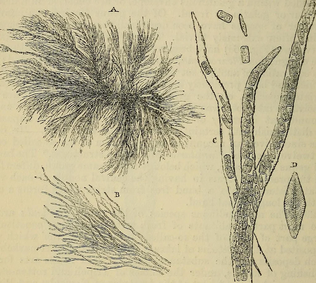 An illustration from The microscope and its revelations, 1881, leaf 421