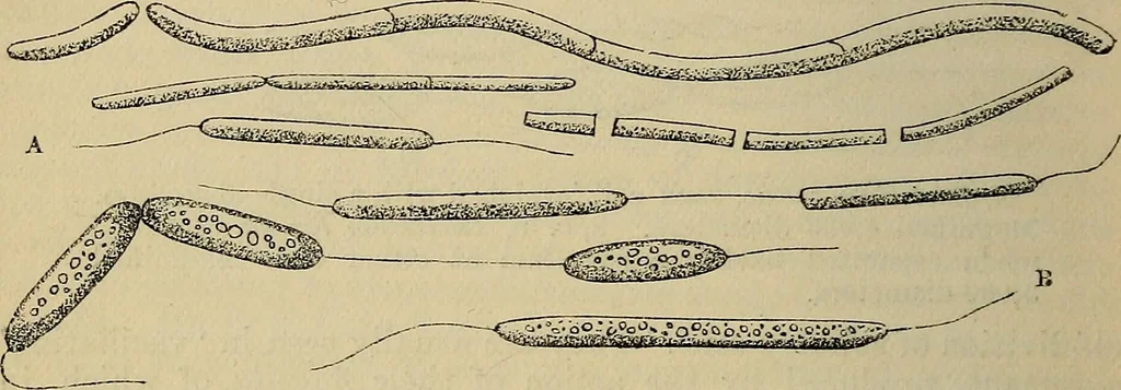 An illustration from The microscope and its revelations, 1881, leaf 433