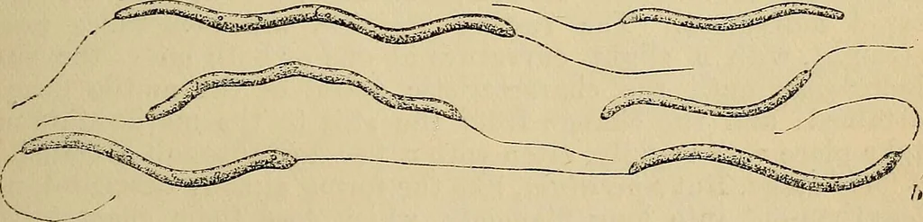 An illustration from The microscope and its revelations, 1881, leaf 436