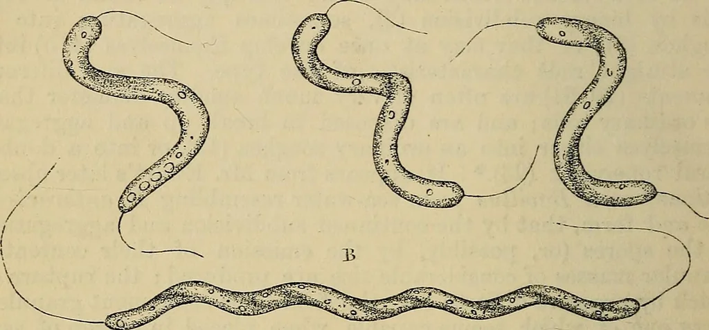 An illustration from The microscope and its revelations, 1881, leaf 437