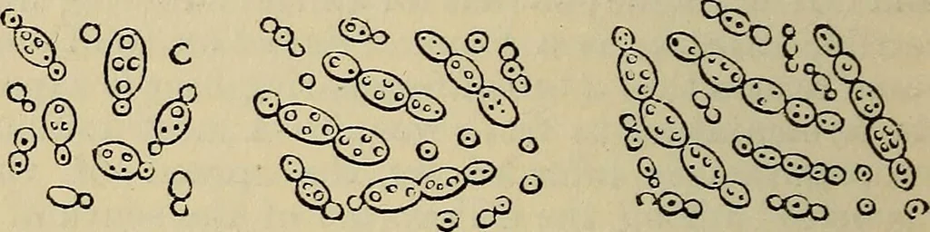 An illustration from The microscope and its revelations, 1881, leaf 441
