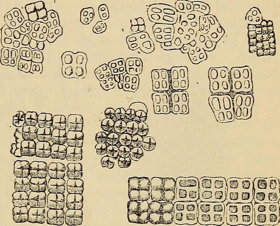 An illustration from The microscope and its revelations, 1881, leaf 442