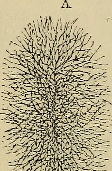 An illustration from The microscope and its revelations, 1881, leaf 443