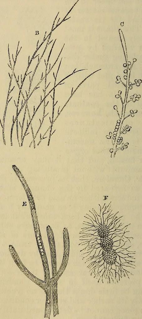 An illustration from The microscope and its revelations, 1881, leaf 443