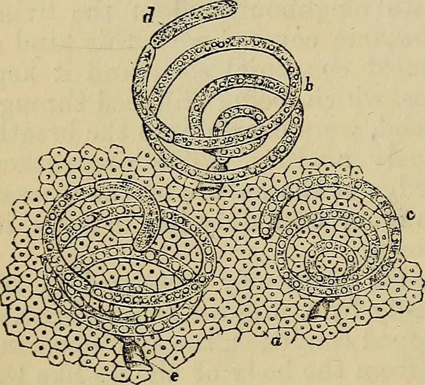 An illustration from The microscope and its revelations, 1881, leaf 445