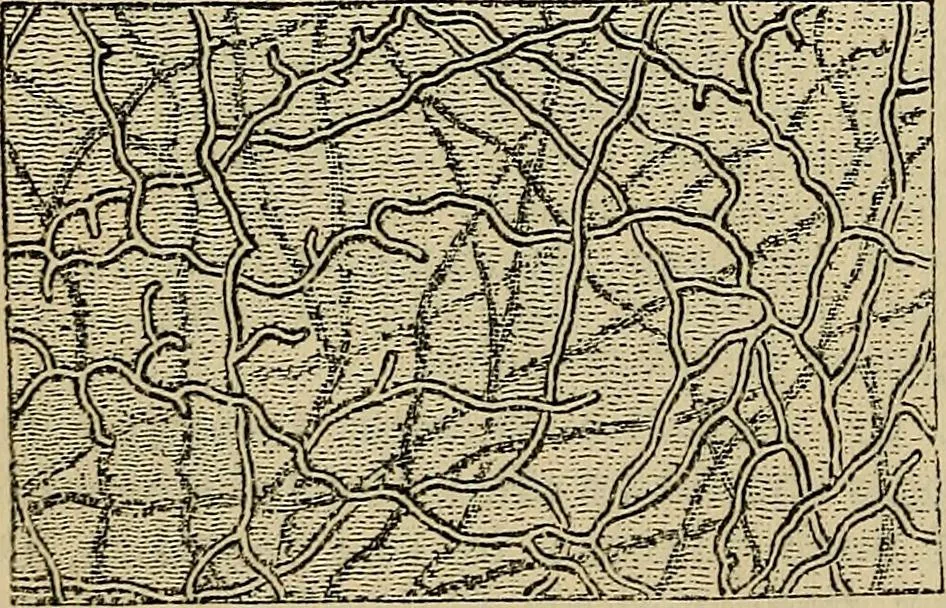 An illustration from The microscope and its revelations, 1881, leaf 447