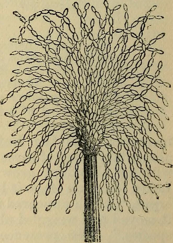 An illustration from The microscope and its revelations, 1881, leaf 447