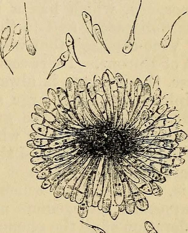 An illustration from The microscope and its revelations, 1881, leaf 450